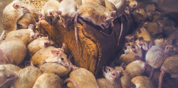mice infestation in attic 