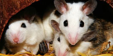 mice invasion in home