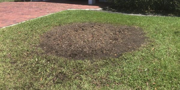 A brown patch of dead grass on a green lawn near a brick walkway.