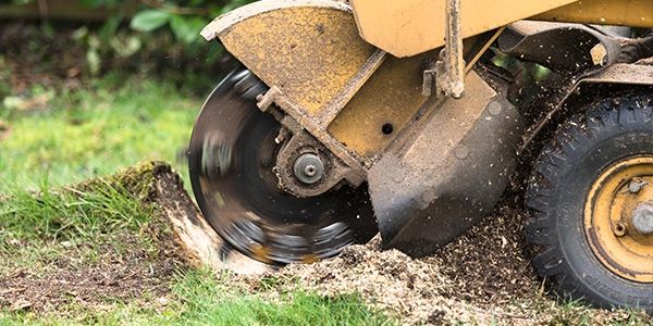 A stump grinder cutting a tree stump in a grassy area.