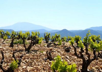 activités Vaucluse route des vins