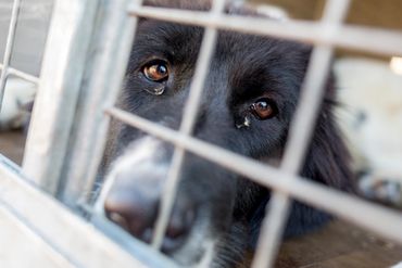 Sad looking dog behind a kennel
