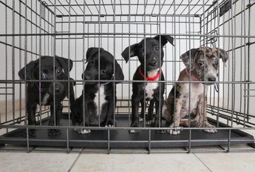 Puppies in a kennel looking inquisitively at the camera