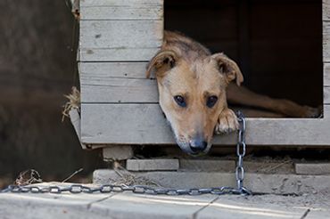 Dog on a chain inside wood dog shelter