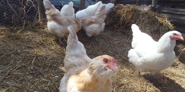 Un groupe de poules dans leur enclos.