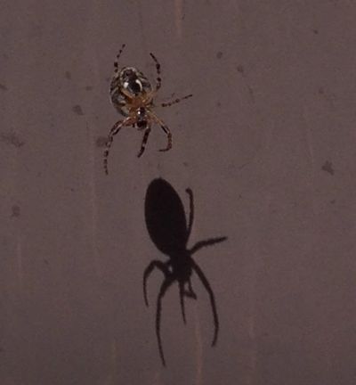 Spider dropping from the ceiling casting a very large shadow