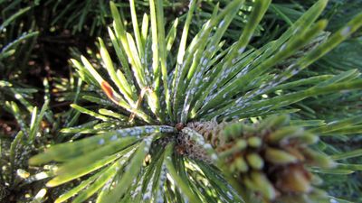 Pine scale on an ornamental pine shrub.