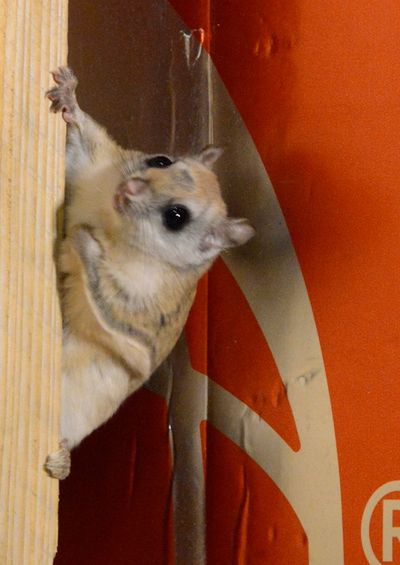 Flying squirrel on a beam