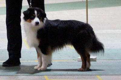 Mini American Shepherd