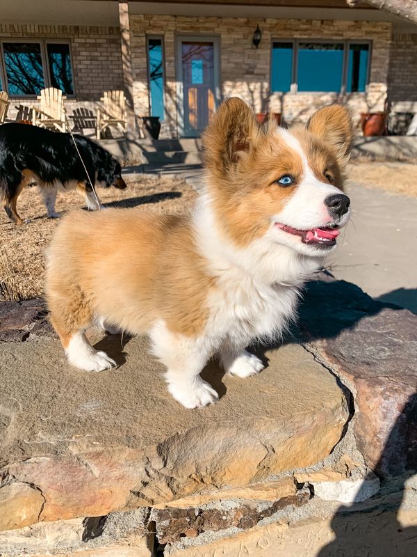 Tilly puppy, she is red/white and fluffy