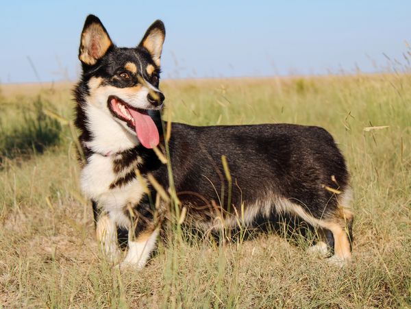 Black headed tri corgi