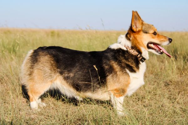 Corgi pictures