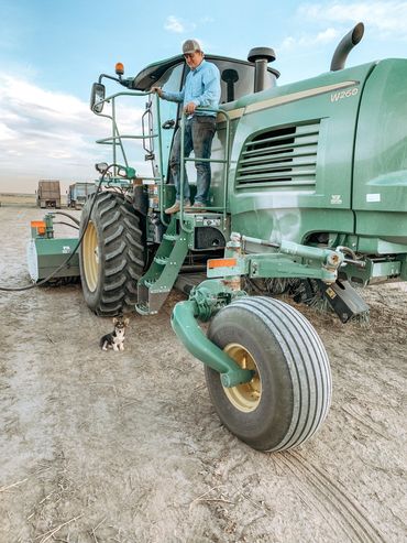 Corgi going to ride on swather