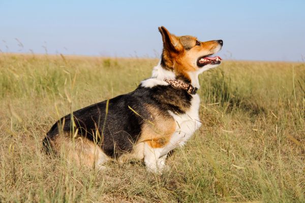 Pembroke Welsh Corgi