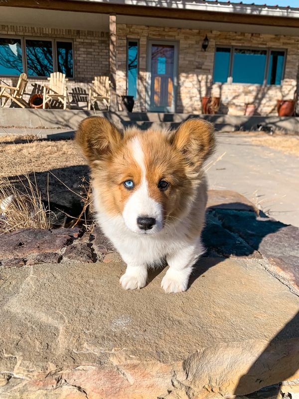 Tilly has one blue eye
