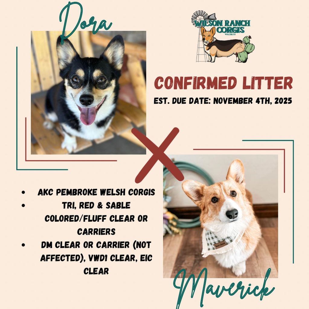 AKC Registered Pembroke Welsh Corgis having puppies in November 2025