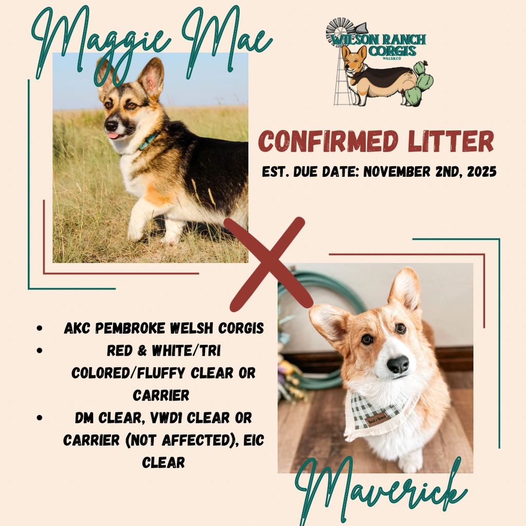 Pembroke Welsh Corgis due with puppies November 2025