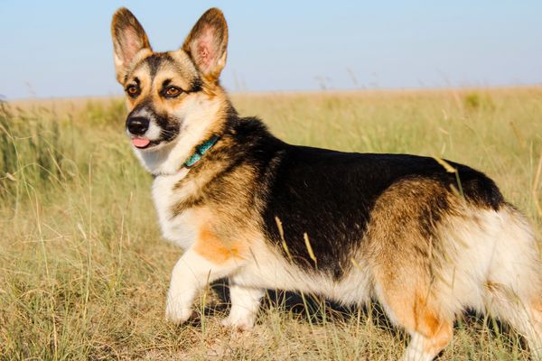 Pembroke Welsh Corgi