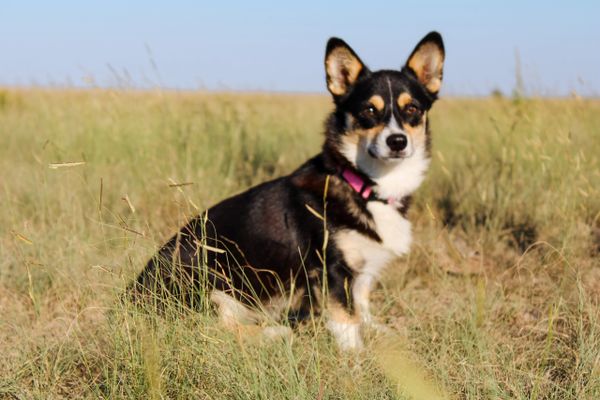 Dora the corgi