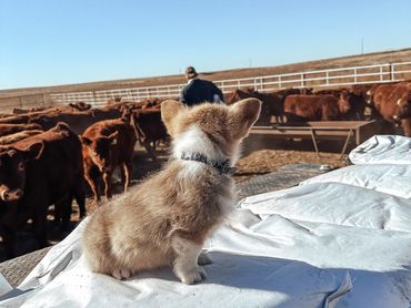 Corgi's helping feed cows