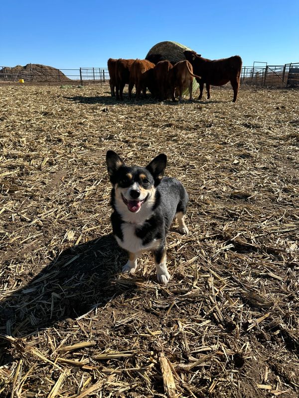 Ranch Corgi