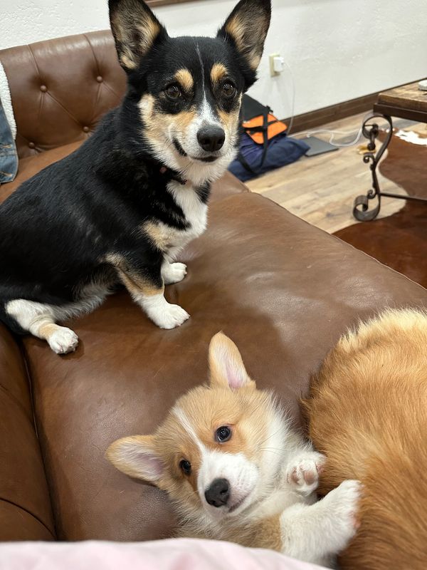 Corgi Life