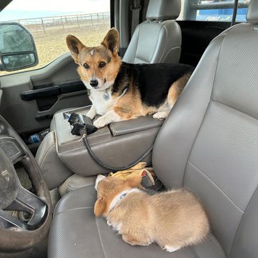 Corgis go everywhere with us