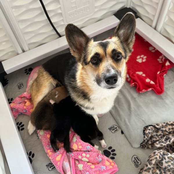 Maggie and her puppies