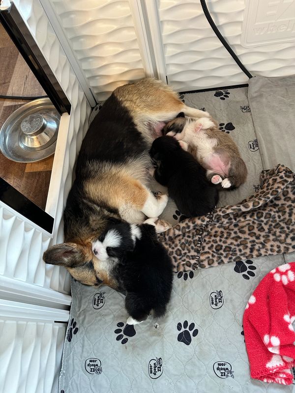 Maggie and her corgi puppies