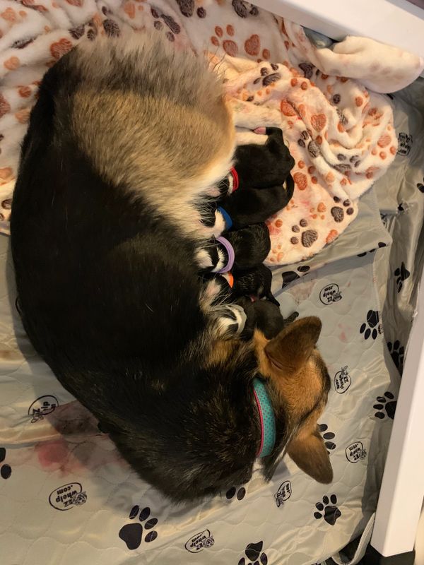 Corgi puppies nursing