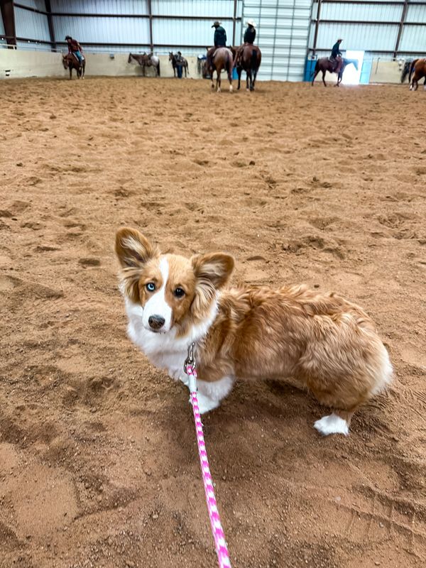 Tilly at a horse show