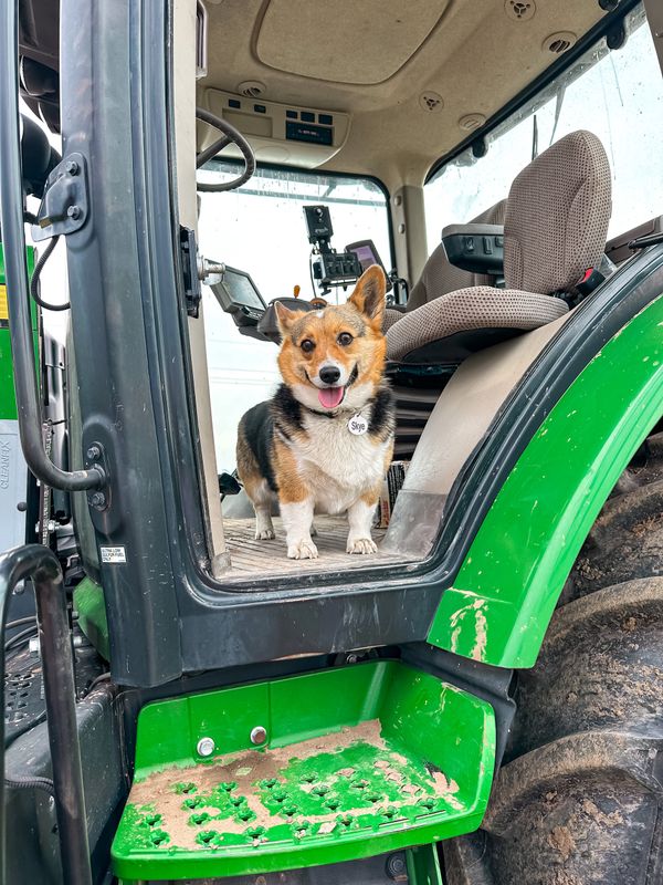 Skye riding the tractor