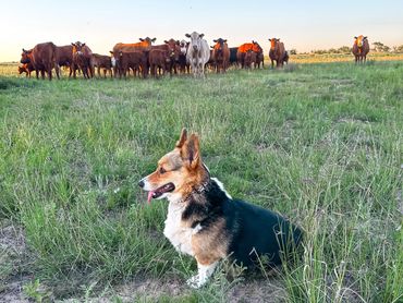 Cows & Corgis