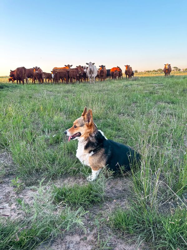 Corgi's love cattle