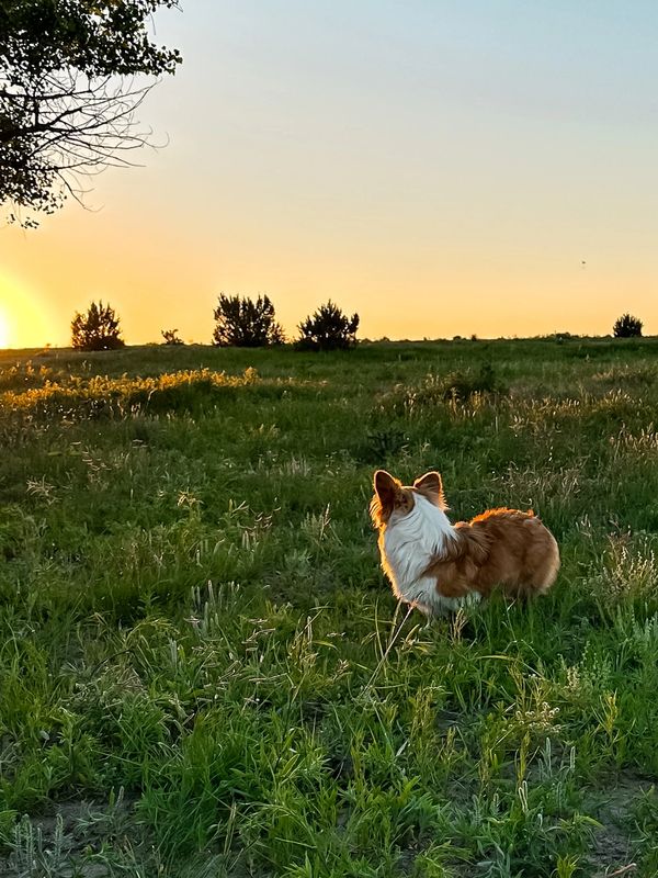 Stunning views with Corgi