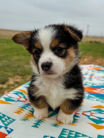 tan collar male puppy