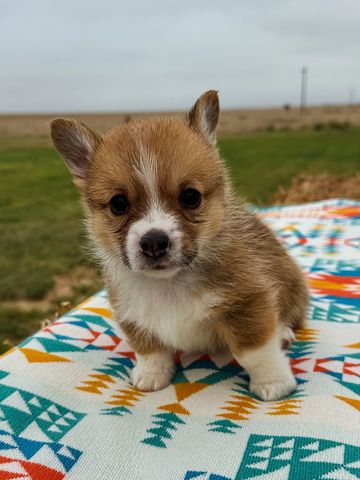 Blue collar male puppy