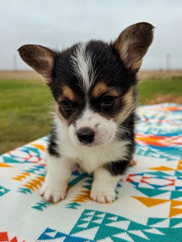 grey collar male puppy