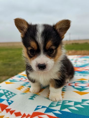 pink collar female puppy