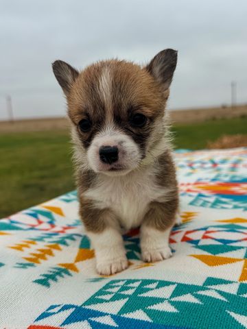 yellow collar female puppy