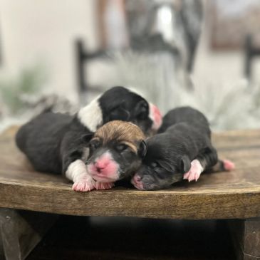 Newborn Puppies