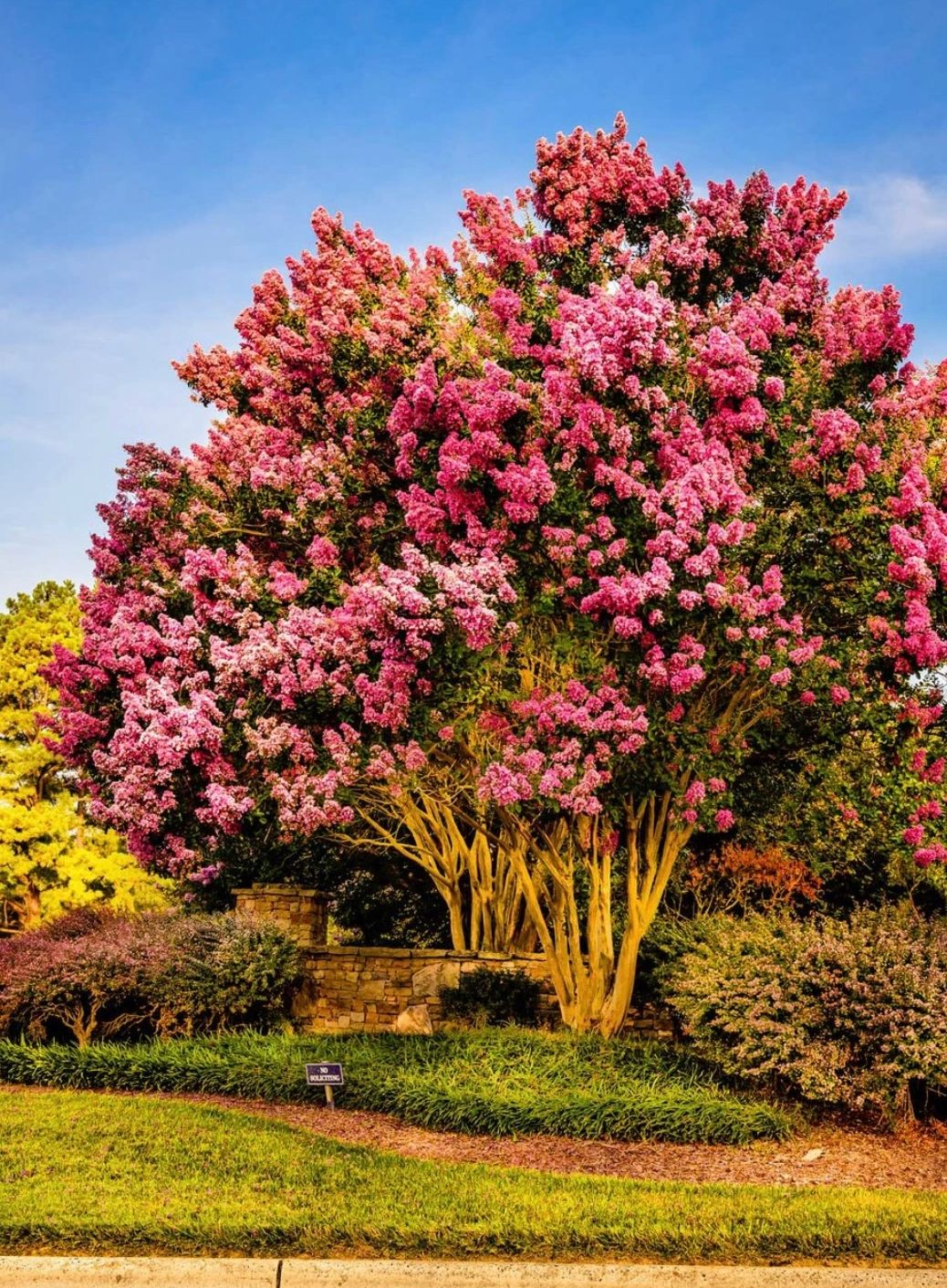 The Woodlands Arborist
Conroe Tree Surgeon
Spring Tree Care Experts
Montgomery Tree Health