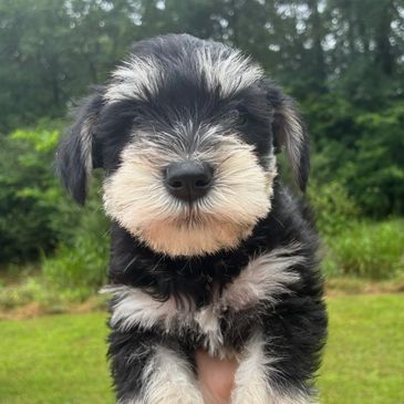 Adorable black and white puppy being held outdoors.