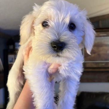 Close-up of a fluffy white puppy being held gently.