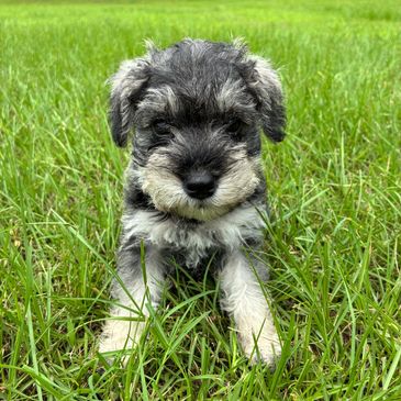 Adorable gray and white puppy sitting in green grass.