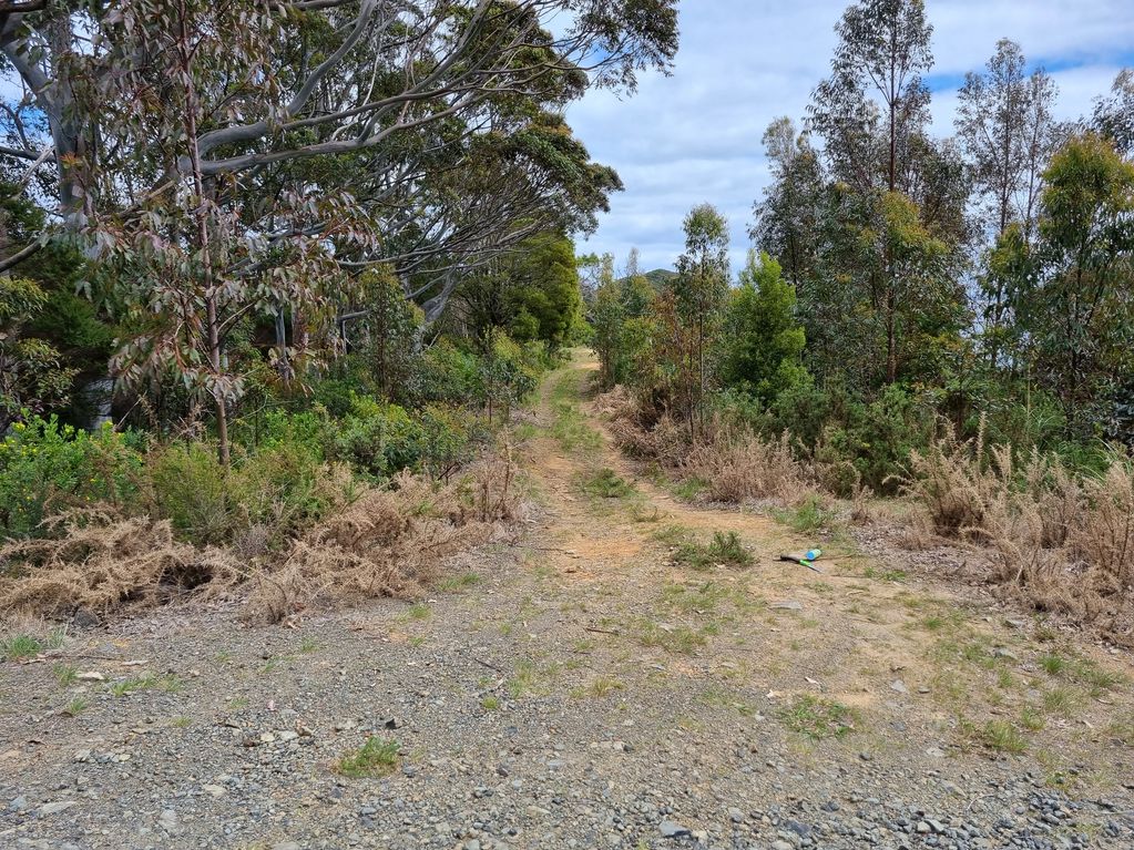 A dirt trail winding through a wooded area.