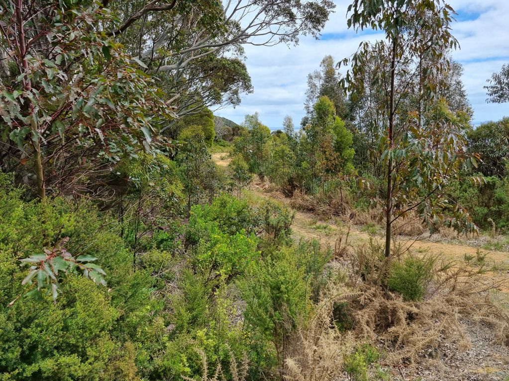 A dirt path through a dense eucalyptus forest under a partly cloudy sky.