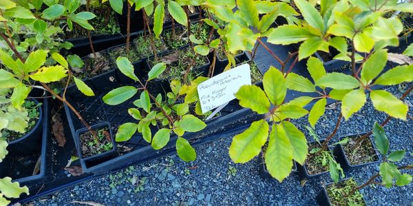 Green leafy plants in black trays on gravel ground.