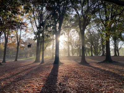 Sunlight streaming through tall trees in a forest.