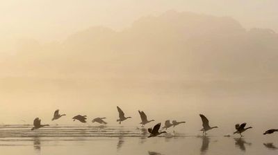 Birds flying low over water during sunrise.